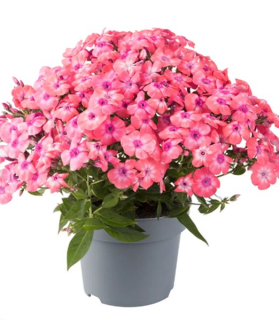 Phlox paniculata 'Bee Best Salmon'